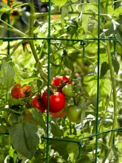 Tomato Cages, Set Of 4 10 Tomato Cages, Set Of 4 -Outdoor Garden Supply Store 34182 588 tif