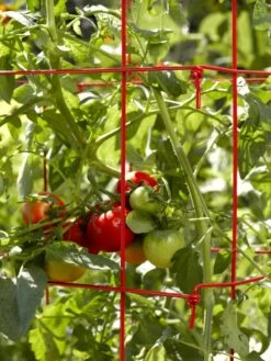 Tomato Cages, Set Of 4 9 Tomato Cages, Set Of 4 -Outdoor Garden Supply Store 34182 592