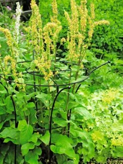 Essex Plant Supports -Outdoor Garden Supply Store 37423 200 tif