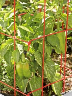Pepper And Eggplant Cages, Set Of 3 -Outdoor Garden Supply Store 37464 567 tif