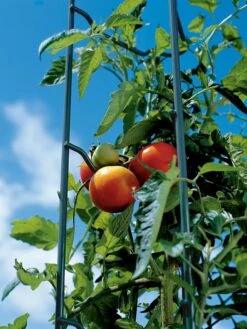 Tomato Ladders, Set Of 3 -Outdoor Garden Supply Store 38184 003E tif