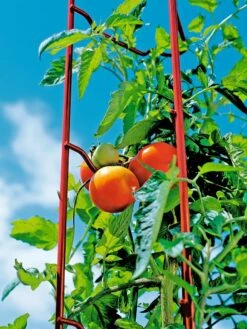 Tomato Ladders, Set Of 3 -Outdoor Garden Supply Store 38185 003E tif