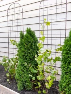 Jardin Flower Trellis 5 Jardin Flower Trellis -Outdoor Garden Supply Store 38689 6002 tif