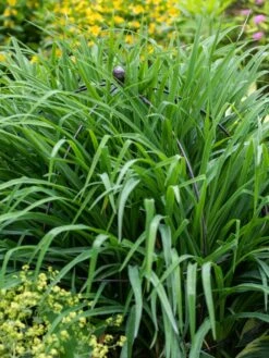 Jardin Bird Cage Support, 26" -Outdoor Garden Supply Store 39 521 0073 tif