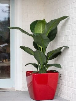 Viva Square Self-Watering Rolling Planter, 20" Diameter, Set Of 2 -Outdoor Garden Supply Store 3 4 crop 8612930 0032 tif