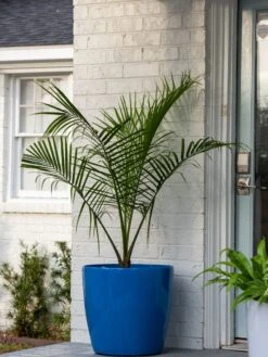 Viva Round Self-Watering Rolling Planter, 20" Diameter, Set Of 2 -Outdoor Garden Supply Store 3 4 crop 8612933 0024 tif