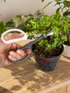 Japanese Pruning Scisssors 12 Japanese Pruning Scisssors -Outdoor Garden Supply Store 3 4 crop 8612968 0092