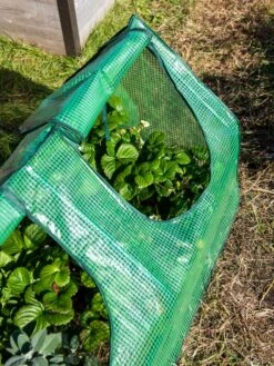 Multi Cloche -Outdoor Garden Supply Store 3 4 crop 8613213 0240