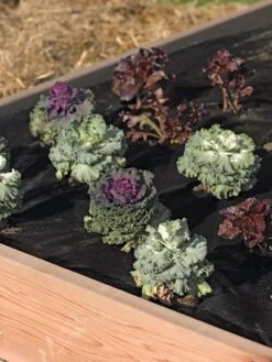 Easy-Plant Weed Block Mulch -Outdoor Garden Supply Store 40356 219 tif