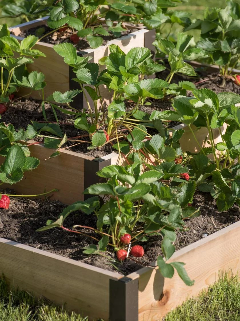 3-Tier Strawberry Bed 2 3-Tier Strawberry Bed - Image 2