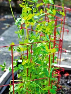 Expandable Pea Trellis -Outdoor Garden Supply Store 8587061 100 tif
