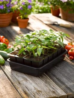 Growease Seed Starter Kit -Outdoor Garden Supply Store 8589987 1148 tif