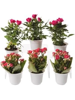 Flowering Terrarium Plant Collection, Set Of 6