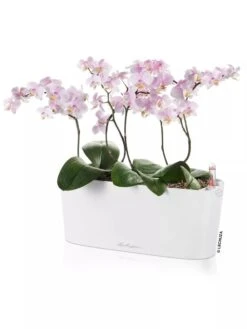 Lechuza® Delta Self-Watering Windowsill Planters -Outdoor Garden Supply Store 8592361 02V tif