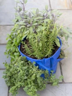 Gardener’s Best® Strawberry And Herb Grow Bag -Outdoor Garden Supply Store 8592705 advice 1765 tif