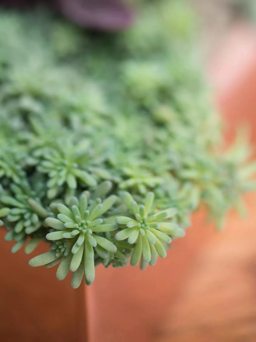 Tall Rectangular Copper Plant Tray, 18" X 5" X 4" 3 Tall Rectangular Copper Plant Tray, 18" X 5" X 4" - Image 3