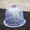Medium Garden Cloches, Set Of 6
