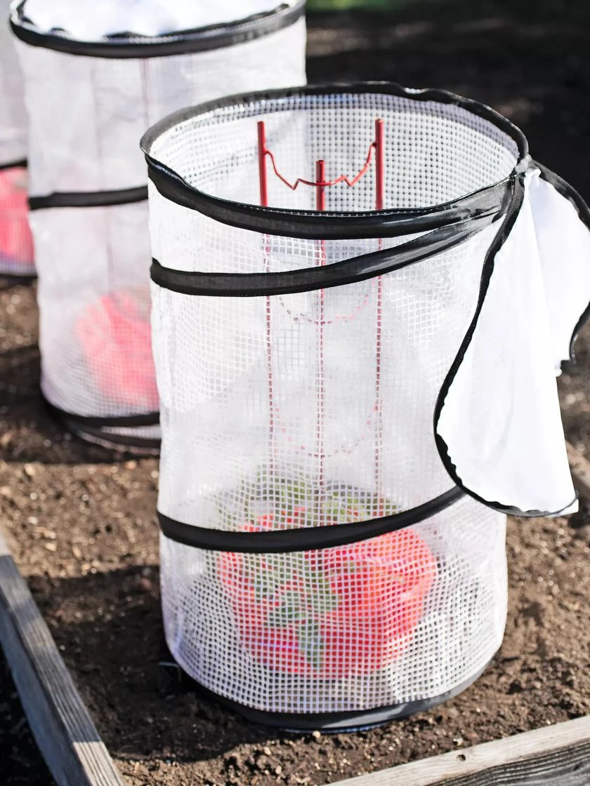 Tomato TLC Kits, Set Of 3 2 Tomato TLC Kits, Set Of 3 - Image 2