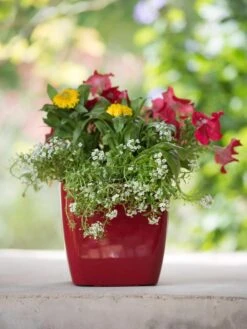 Viva Square Self-Watering Planter, 7" Diameter -Outdoor Garden Supply Store 8595223 1111 tif