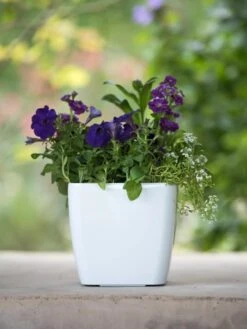 Viva Square Self-Watering Planter, 7" Diameter -Outdoor Garden Supply Store 8595223 1118 tif