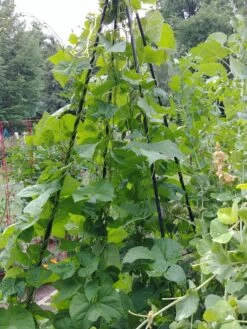 Titan Teepee Trellis 9 Titan Teepee Trellis -Outdoor Garden Supply Store 8595757 01EMP tif