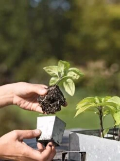 Galvanized Seed Starting Tray 7 Galvanized Seed Starting Tray -Outdoor Garden Supply Store 8595893 4378 tif