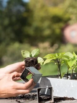Galvanized Seed Starting Tray 6 Galvanized Seed Starting Tray -Outdoor Garden Supply Store 8595893 4382 tif