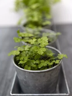 Galvanized Herb Planters With Rectangular Tray -Outdoor Garden Supply Store 8595903 advice 1777 tif