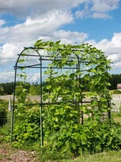 Titan Squash Tunnel -Outdoor Garden Supply Store 8596276 0133 tif