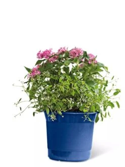 Eezy Gro Self-Watering Planters -Outdoor Garden Supply Store 8596425 103 tif