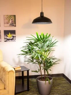 Barnyard Pendant LED Grow Light 5 Barnyard Pendant LED Grow Light -Outdoor Garden Supply Store 8598025 0256