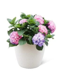 Weave Self-Watering Round Planter, 17" White -Outdoor Garden Supply Store 8598372 3002 tif