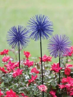 Everbloomin' Alliums, Set Of 3 -Outdoor Garden Supply Store 8598435 1000 tif