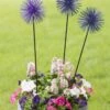 Everbloomin' Alliums, Set Of 3