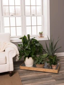 Bamboo Rolling Plant Tray