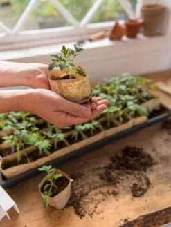 Paper Pots, 50 Cell -Outdoor Garden Supply Store 8599830 0507 tif