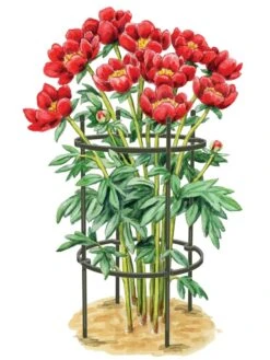 New Release 20 Titan Peony Supports, Medium, Set Of 2