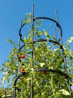 Titan Tall Tomato Cages, Set Of 3 -Outdoor Garden Supply Store 8599860 0066 tif
