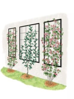 Exeter Wall Trellis -Outdoor Garden Supply Store 8600049 50 0001 art tif