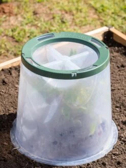 Sunny Forcing Cloches, Set Of 3 -Outdoor Garden Supply Store 8600075 0734 tif