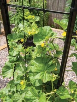 Gardener’s Victory Self-Watering Planter With Vine Trellis -Outdoor Garden Supply Store 8600176 6853