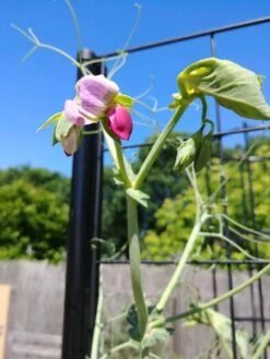 Gardener’s Victory Self-Watering Planter With Vine Trellis -Outdoor Garden Supply Store 8600177 6588 tif