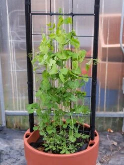 Gardener’s Victory Self-Watering Planter With Vine Trellis -Outdoor Garden Supply Store 8600178 5000 tif