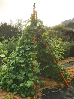 Annabel Tipi Trellis -Outdoor Garden Supply Store 8600521 02V tif