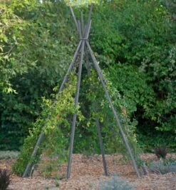 Annabel Tipi Trellis -Outdoor Garden Supply Store 8600521 07V jpg