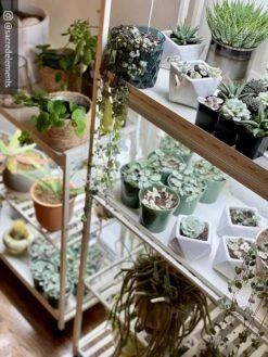 Oslo 2-Tier LED Grow Light Garden, 2 Fixtures -Outdoor Garden Supply Store 8609221 02IN tif