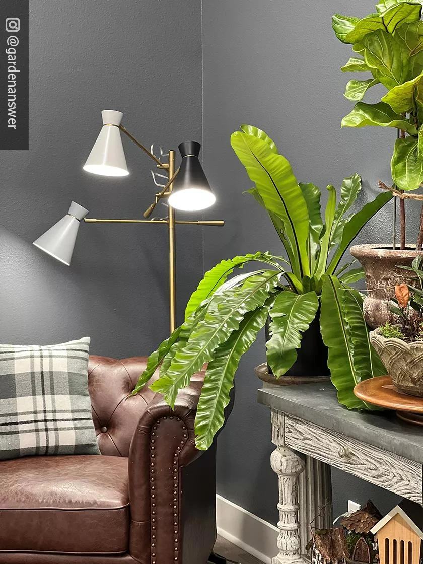 Adjustable 3-Arm Grow Lamp 6 Adjustable 3-Arm Grow Lamp - Image 6