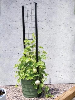 Gardener’s Victory Self-Watering Planter With Vine Trellis -Outdoor Garden Supply Store 8610238 15487 tif