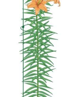 New Release -Outdoor Garden Supply Store 8610388 Peacock8x36 tif