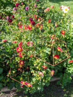 Parasol Plant Supports, Set Of 3 11 Parasol Plant Supports, Set Of 3 -Outdoor Garden Supply Store 8611129 050 tif